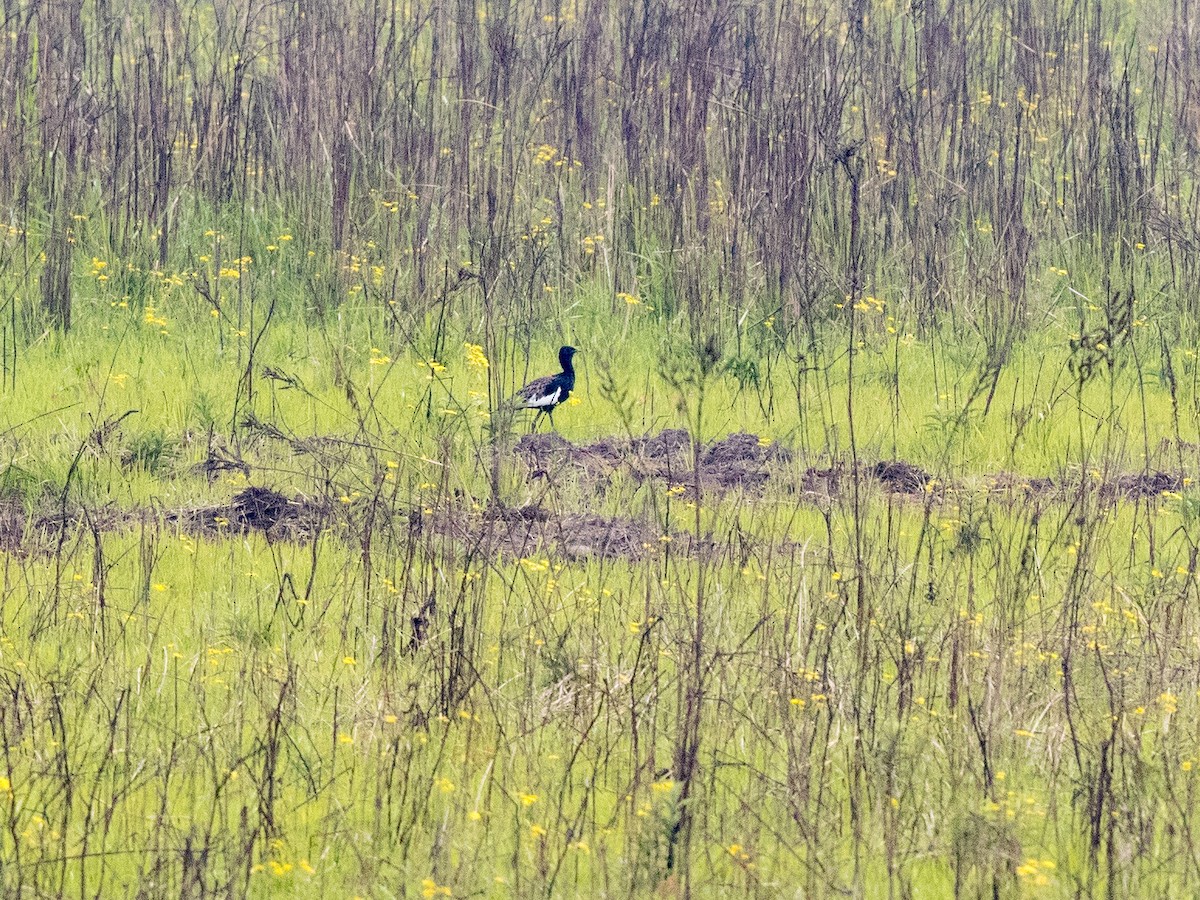 Bengal Florican (2).jpeg